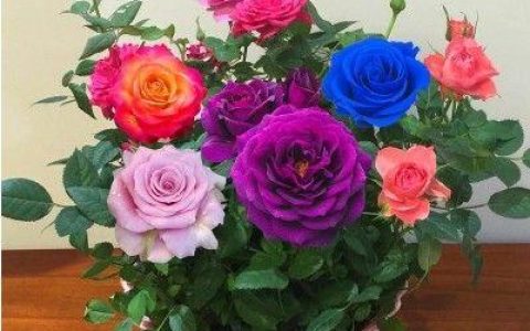 情人节送九朵粉玫瑰有什么含义？是传递什么样的信息？