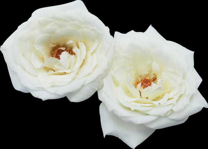 白色玫瑰，象征着的是宁静、纯洁和超然的爱情！