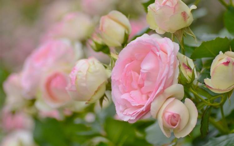 19朵粉玫瑰谱写爱的主旋律，这是最美的表白方式