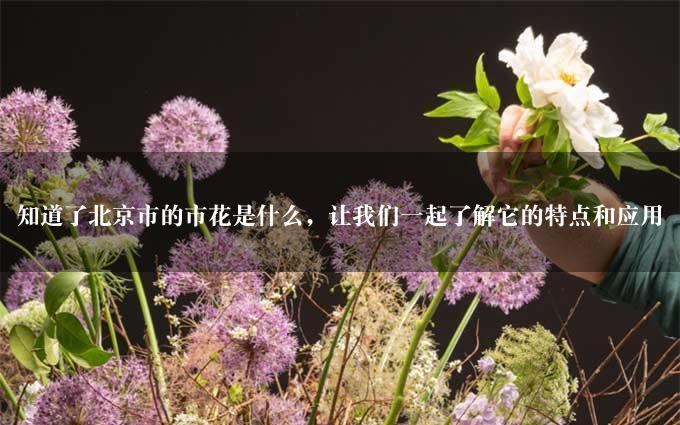 知道了北京市的市花是什么，让我们一起了解它的特点和应用