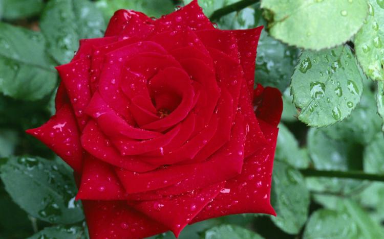 国宝级歌手张碧晨与红玫瑰的浪漫邂逅