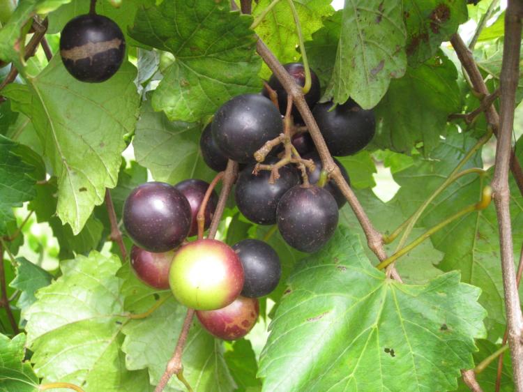 树葡萄怎么种植？最详细的技术解析！