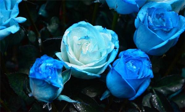 探究蓝色妖姬花的寓意，理解花之语言