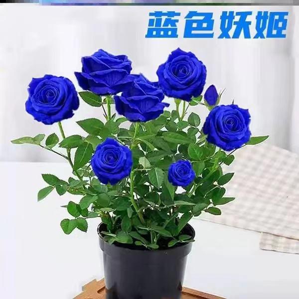 在花语中看蓝色妖姬花的寓意与象征