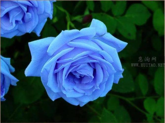 蓝色妖姬花——智慧和谋略的寓意之花
