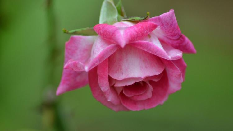 玫瑰安卡拉：盛放在阳光下的绝色美丽