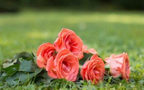 玫瑰安卡拉：火热的园艺界新贵