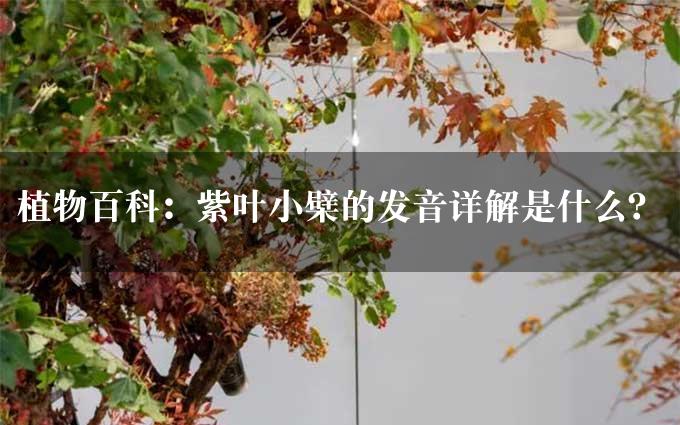 植物百科：紫叶小檗的发音详解是什么？