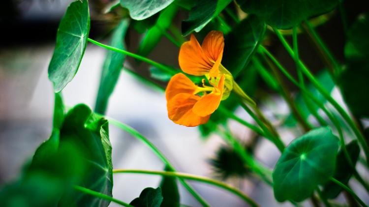 如何种植旱金莲花：简单易行的种植方法详解