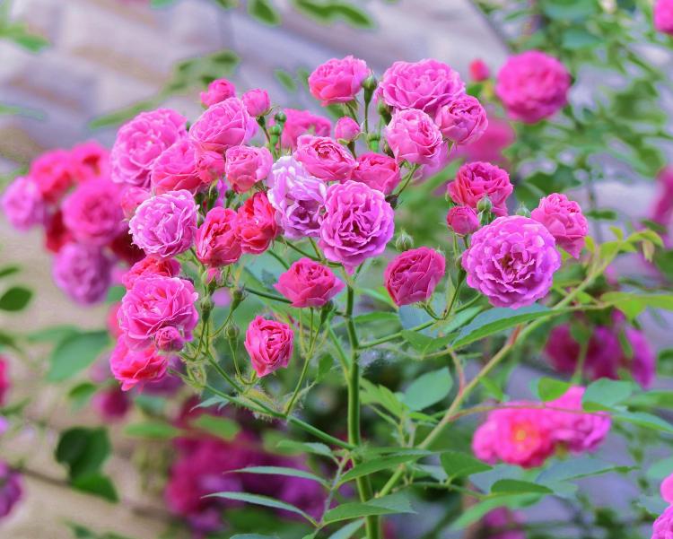 关于十四朵玫瑰的有趣传说：想知道玫瑰为何会开出这么多种颜色吗？