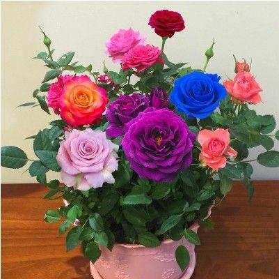 解析十四朵玫瑰的不同颜色和数量所代表的情感寓意