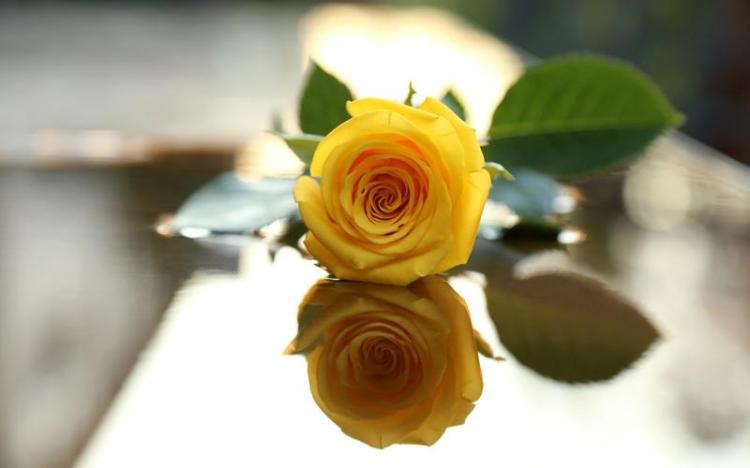男人为什么喜欢送黄玫瑰给女孩？那里可以找到拯救心灵的诠释！
