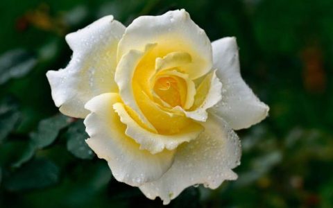 从送花的角度解析男人为什么会选择黄玫瑰？不可不看的花艺文章！