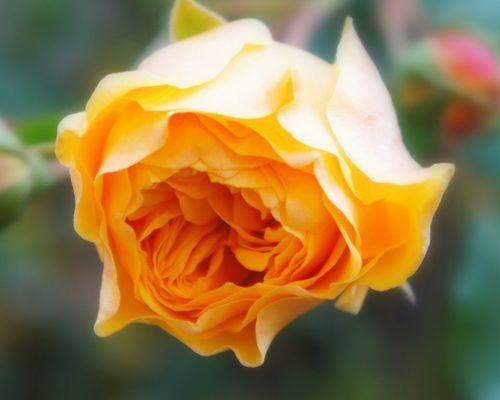 黄玫瑰的花语是什么？男人送女孩要注意的细节！