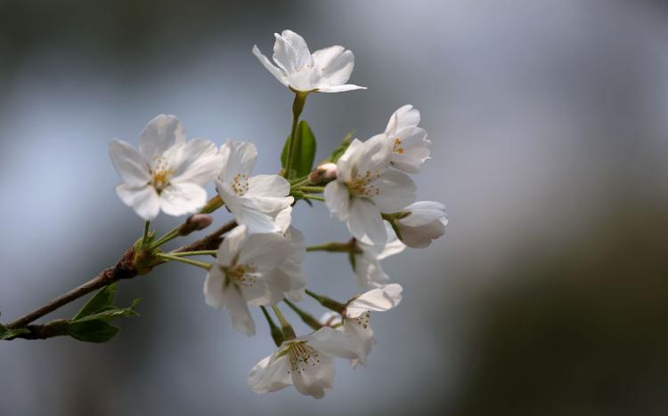 樱花之美，从她们的样子里看见恬静、干净和庄严