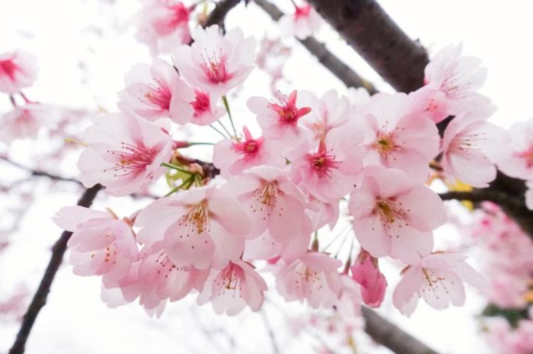 樱花的样子与日本文化的密不可分关系