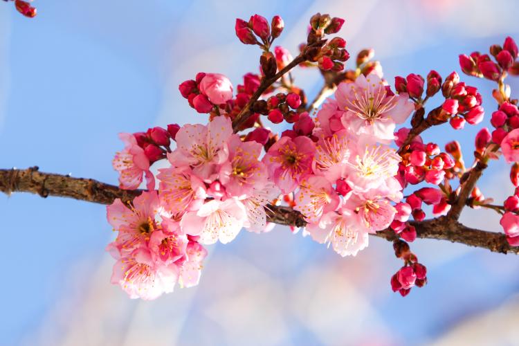 【图文并茂】赏析不同地域樱花的美丽样子