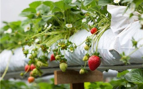 探索草莓的秘密花园：了解一株草莓的生命线