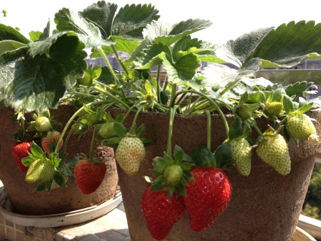 别让草莓“自寻短见”：看完这篇文章，让你的草莓活得更长
