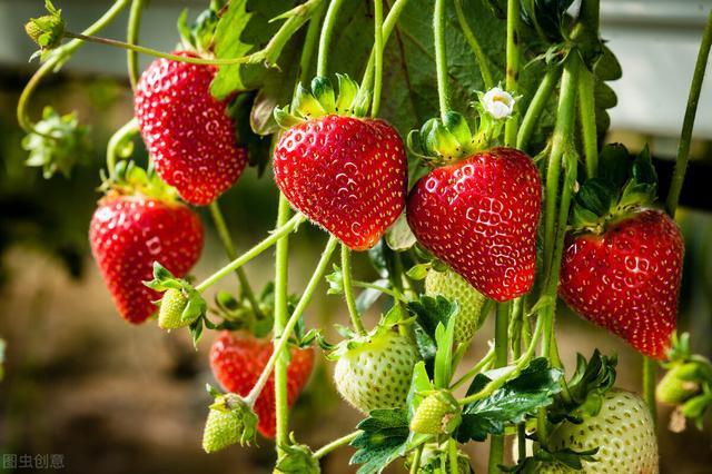 让草莓更红火：如何延长一株草莓的寿命