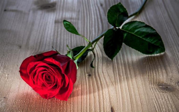 想知道不同颜色的玫瑰花代表什么情感吗？