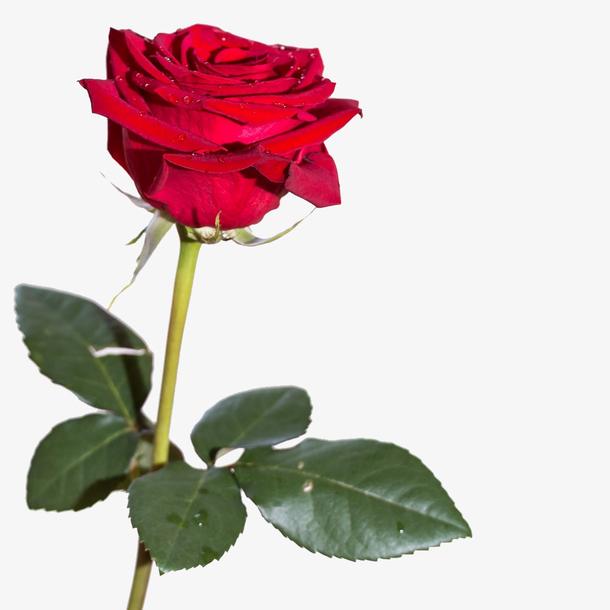 送女友玫瑰花11朵，代表的是心思细腻的爱情表达。