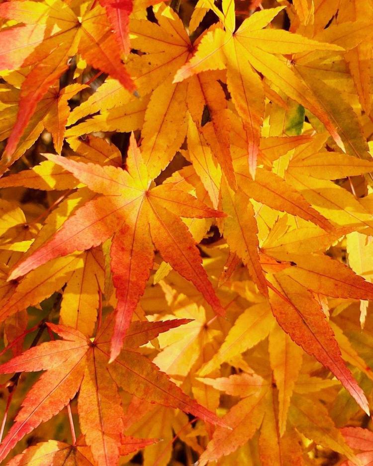 秋枫树的美丽传说：探索其表现形式与文化内涵