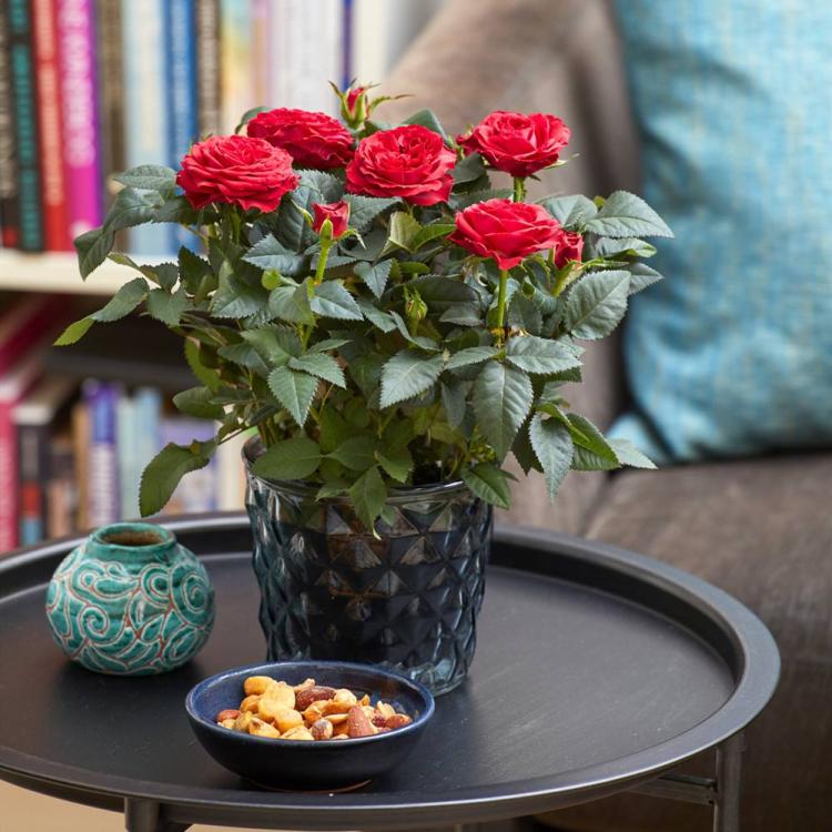 保存玫瑰花束的小技巧，让您的爱意更持久！
