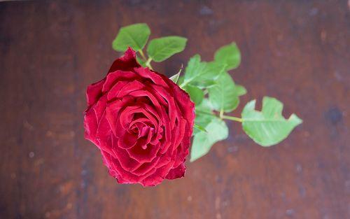 花喻爱语，52朵玫瑰花是表达爱意最具象征性的礼物
