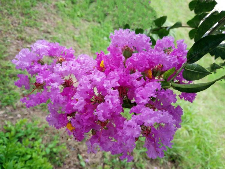 野生紫薇树的营养价值：维生素、微量元素、蛋白质等含量分析