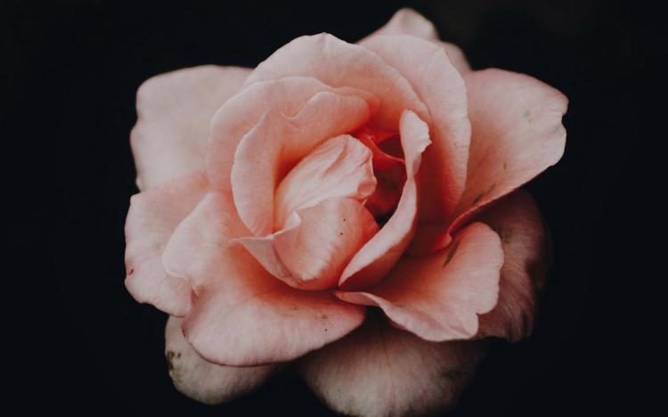 黑骑士玫瑰，一种特别的花，送不送？
