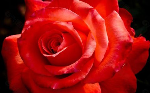 玫瑰花品种与其鲜花市场价值