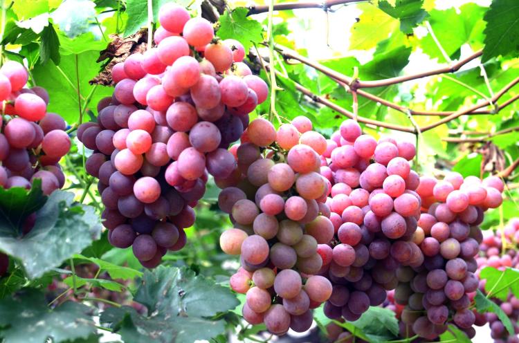 成功种植好吃的自家葡萄：方法步骤和注意事项
