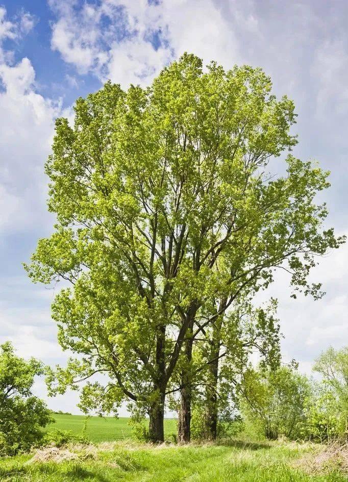 重新认识梓树：它为什么有“梧桐树”这个别名？