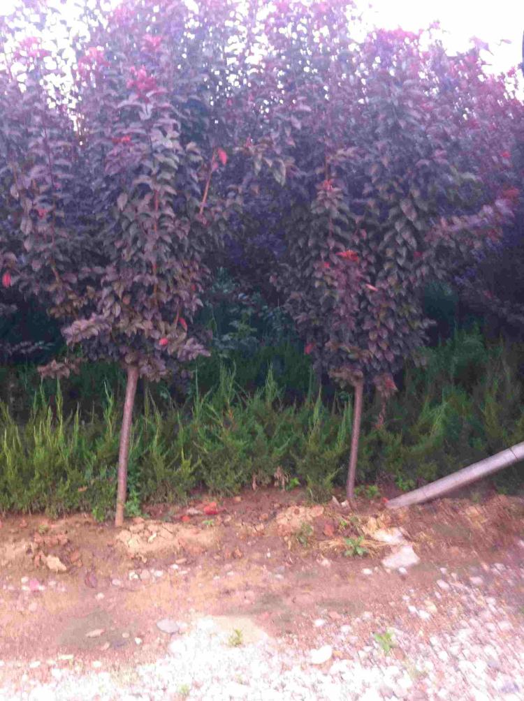 为什么紫叶李和红叶李在树冠的外观方面有所不同？