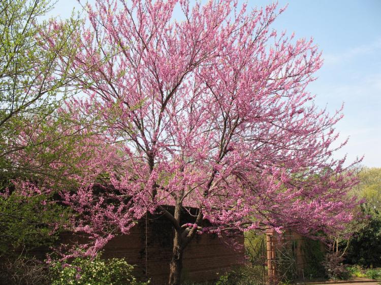 解析紫荆树的生态文化意义