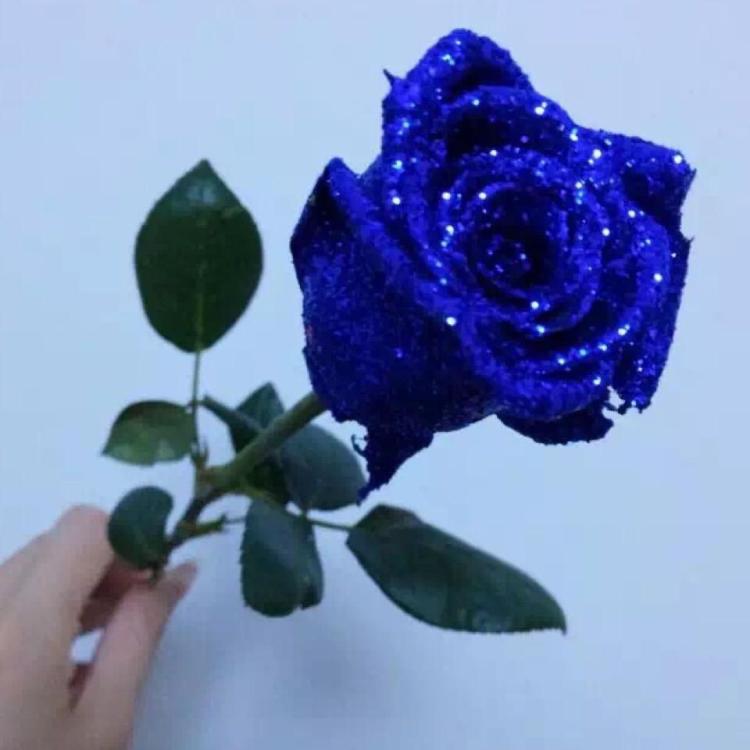 蓝色妖姬鸡尾酒的花卉语言：表达你的真爱之情