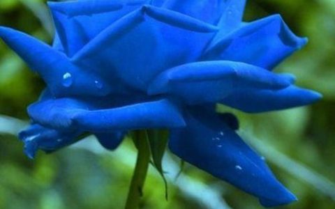 探索花卉世界：蓝色妖姬鸡尾酒的花卉含义