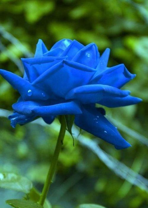 探索花卉世界：蓝色妖姬鸡尾酒的花卉含义