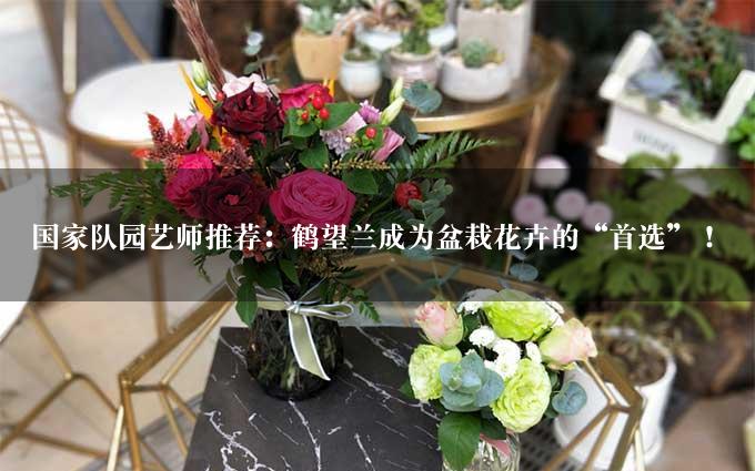 国家队园艺师推荐：鹤望兰成为盆栽花卉的“首选”！