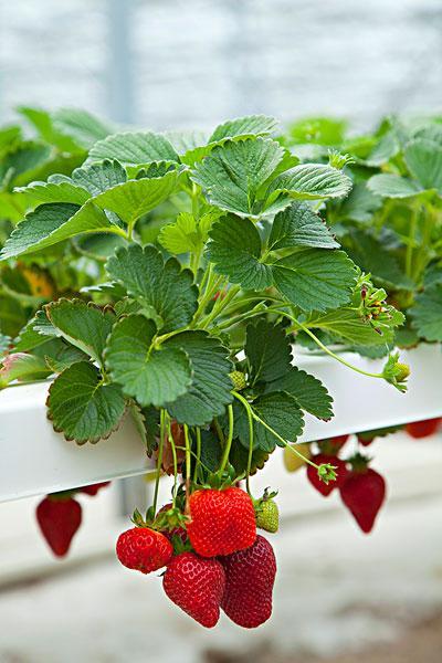 新品上市：台湾草莓兵最新改良品种介绍