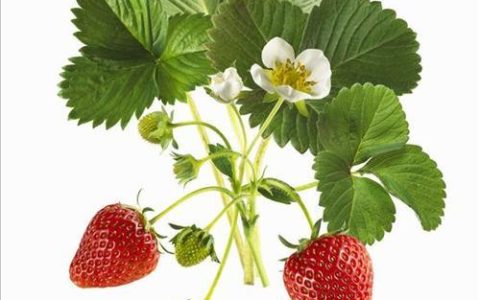 探秘台湾草莓兵：种植、品种及收获