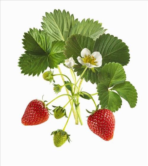 探秘台湾草莓兵：种植、品种及收获
