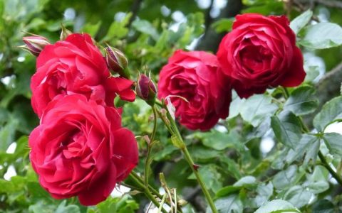 玫瑰花语：99朵玫瑰花的代表意义及文化内涵