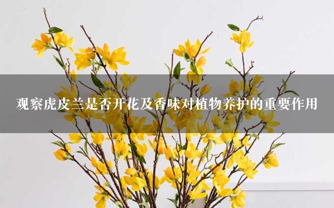观察虎皮兰是否开花及香味对植物养护的重要作用