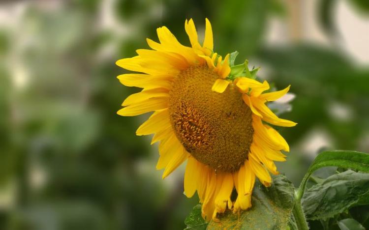 向日葵花期长短与养护多少有关？