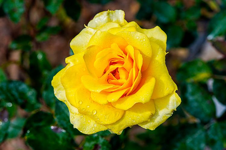 解读玫瑰19支的美丽含义，表达爱意必备