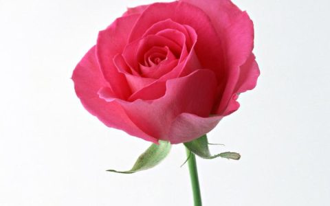 花语的奥妙：从十九朵粉玫瑰中发现禅意生活