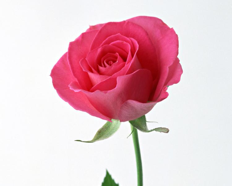 花语的奥妙：从十九朵粉玫瑰中发现禅意生活