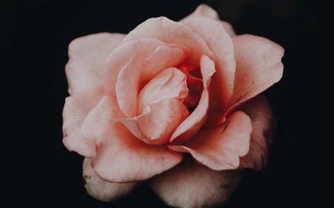 情人节必备：十九朵粉玫瑰传达的深刻情感